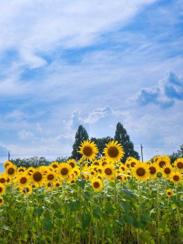 「これはお見事！」「ヒマワリと合う」　とある『キャラクター』そっくりな木に反響