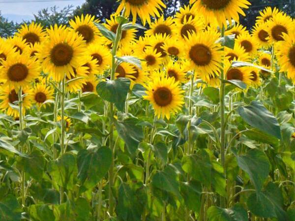 「これはお見事！」「ヒマワリと合う」　とある『キャラクター』そっくりな木に反響