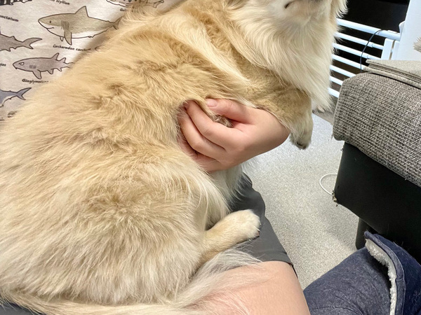 エアコンフィルターを掃除していたら…　愛犬の表情に「かわいくて泣いた」「下がり眉だー！」