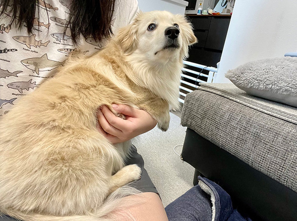 エアコンフィルターを掃除していたら…　愛犬の表情に「かわいくて泣いた」「下がり眉だー！」