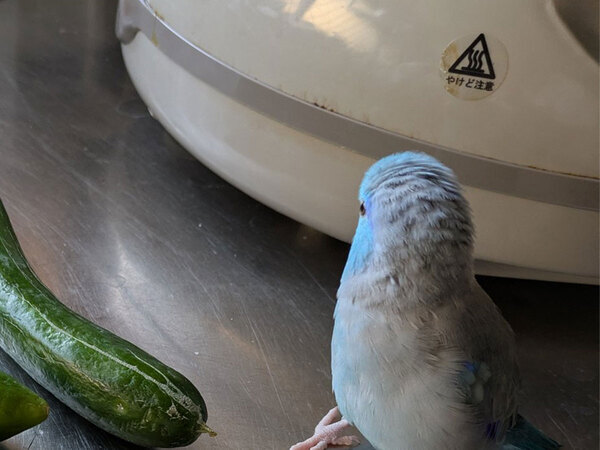 「否認していて笑った」「犯人確定では」　顔を背けるインコの、隣を見ると…？