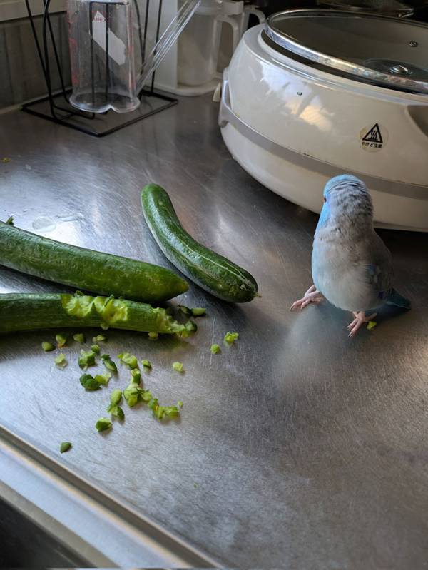 「否認していて笑った」「犯人確定では」　顔を背けるインコの、隣を見ると…？