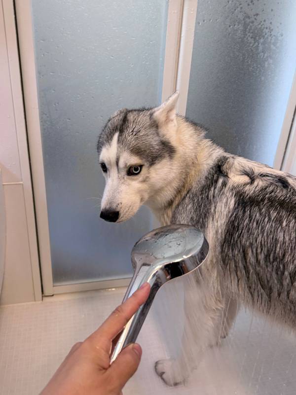 現実逃避をするハスキー　シャワーを見たら…「笑っちゃった」「表情がたまらない」