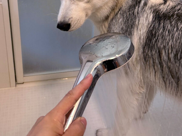 現実逃避をするハスキー　シャワーを見たら…「笑っちゃった」「表情がたまらない」