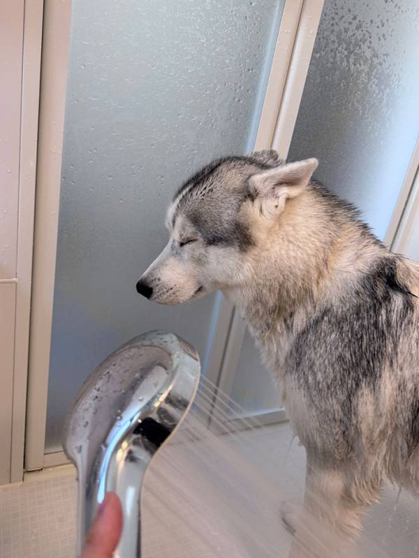 現実逃避をするハスキー　シャワーを見たら…「笑っちゃった」「表情がたまらない」