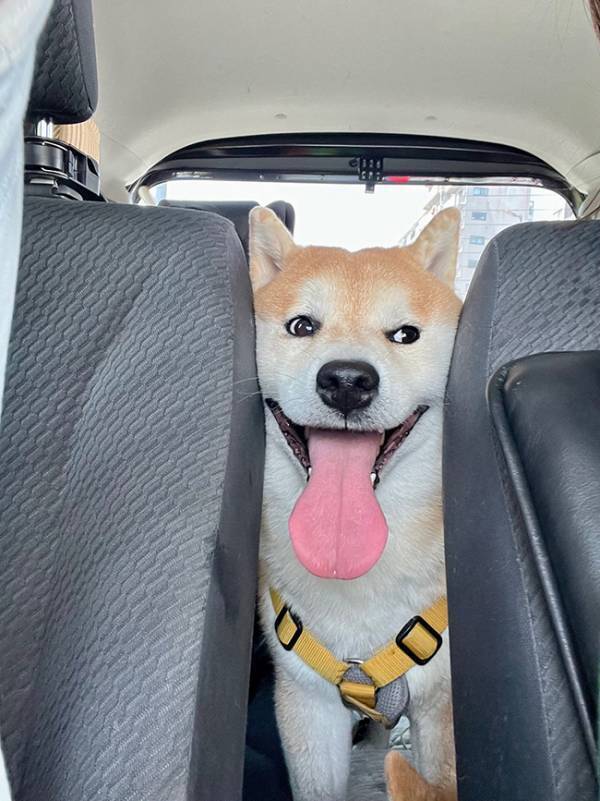 ドライブ中に後部座席を見ると？　柴犬の顔に「かわいすぎる」「いい表情だ」