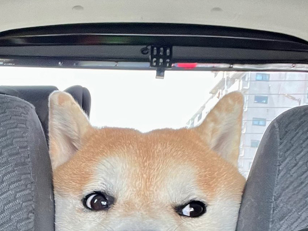 ドライブ中に後部座席を見ると？　柴犬の顔に「かわいすぎる」「いい表情だ」