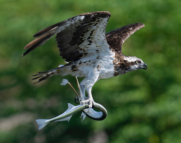 「一歩間違えれば、ミサゴも大怪我していた」　大型の鳥・ミサゴが、脚でつかんでいたものが…？