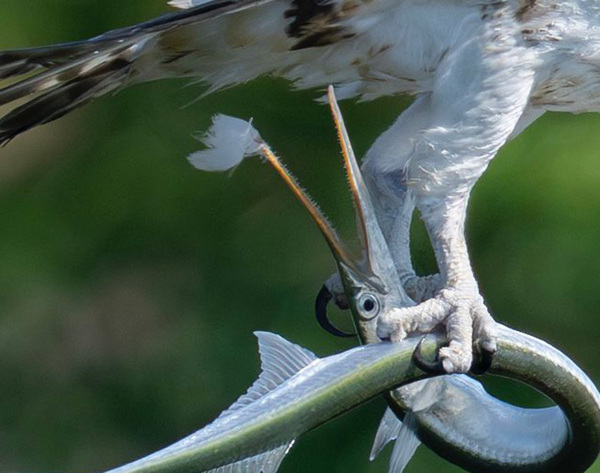 「一歩間違えれば、ミサゴも大怪我していた」　大型の鳥・ミサゴが、脚でつかんでいたものが…？
