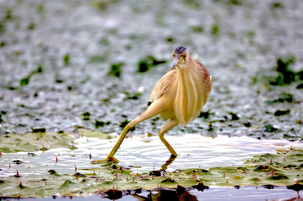 撮影者「…お前今どんな心境なんよ」　湖で野鳥が？「夜勤で乾き切った心に効く」