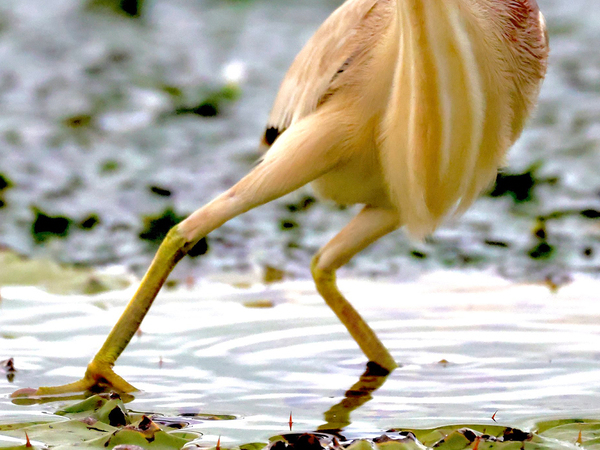 撮影者「…お前今どんな心境なんよ」　湖で野鳥が？「夜勤で乾き切った心に効く」