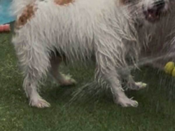 シャワーヘッドをかじった犬　その後の光景に「声出して笑った」「なんで楽しそうなんだ」