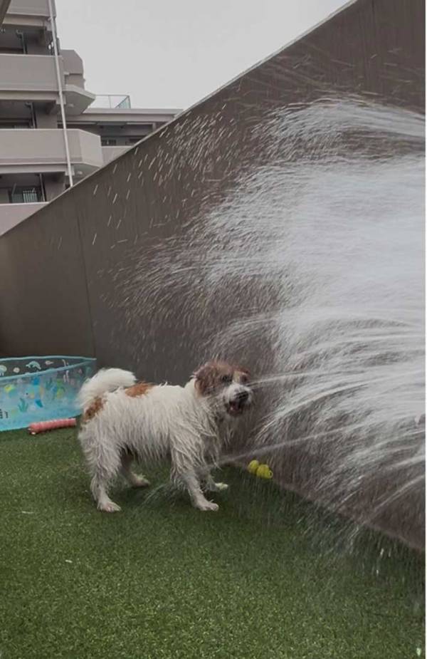 シャワーヘッドをかじった犬　その後の光景に「声出して笑った」「なんで楽しそうなんだ」