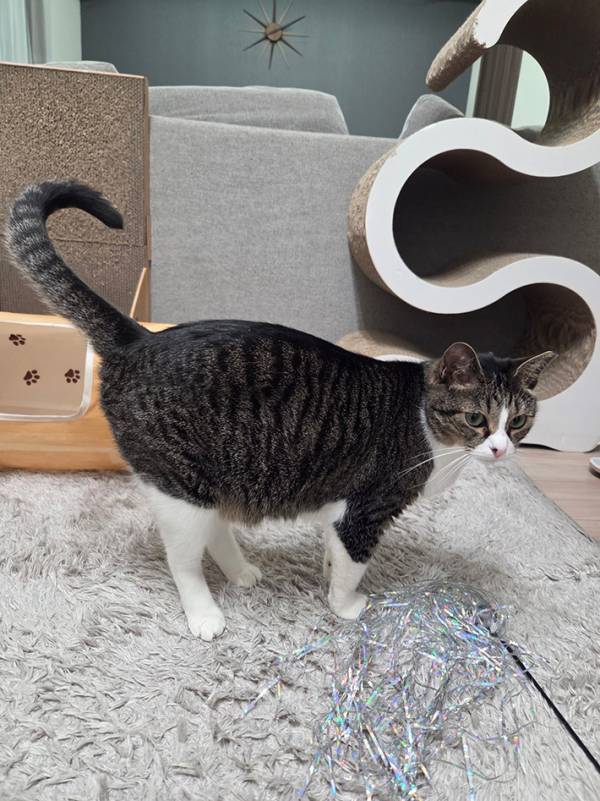 「前世はナスだった猫」　理由が分かる1枚に「お盆シーズンに見るやつ」「笑った」