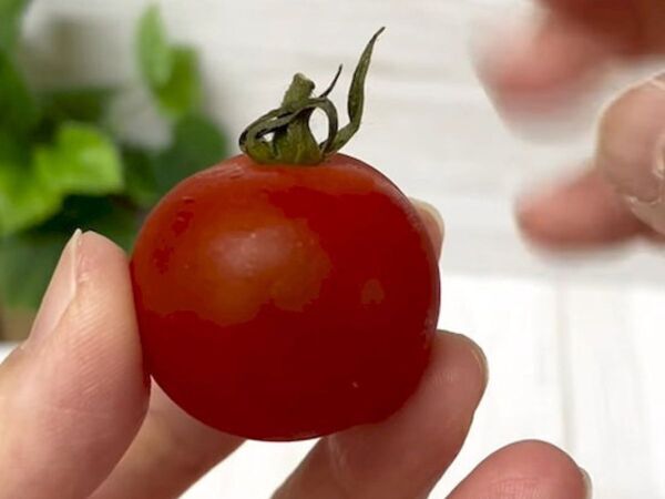 意外と知らない？　ミニトマトの便利技に「知らなかった」「今日からできる」