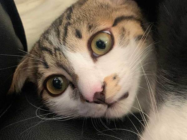 困ったような表情を浮かべる猫　その理由に「笑った」「愛が重い」