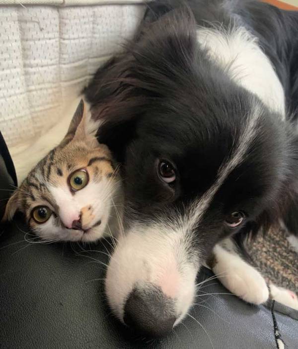 困ったような表情を浮かべる猫　その理由に「笑った」「愛が重い」