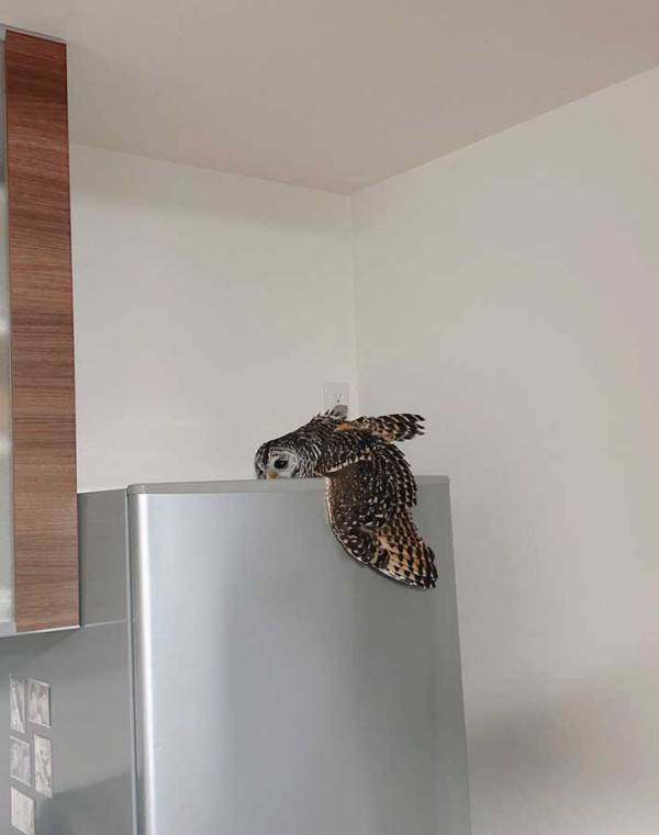 冷蔵庫の上にいたのが？　二度見してしまう1枚に「かわいい」「溶けている」