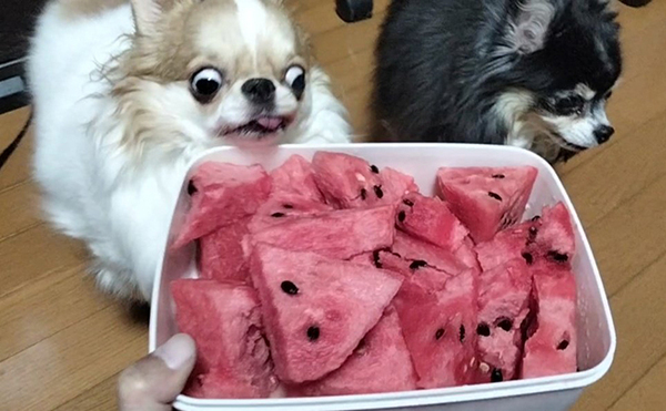 スイカに興味なしのチワワの横で？　「捕食者の顔してる」「め、目がー！」