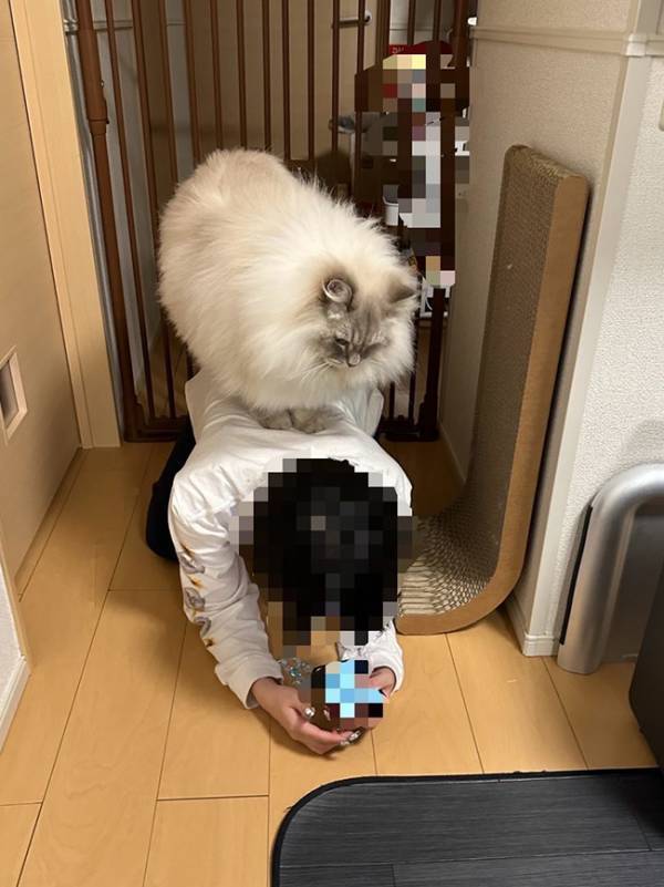 飼い主「甘やかして育てすぎた…」　愛猫の行動に「永遠の２歳児」「幸せの証」