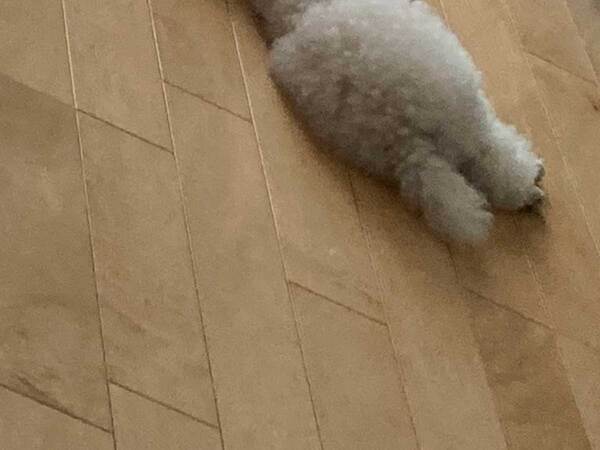 遊び疲れて眠る犬　その姿に「事件現場かな」「最高かよ」