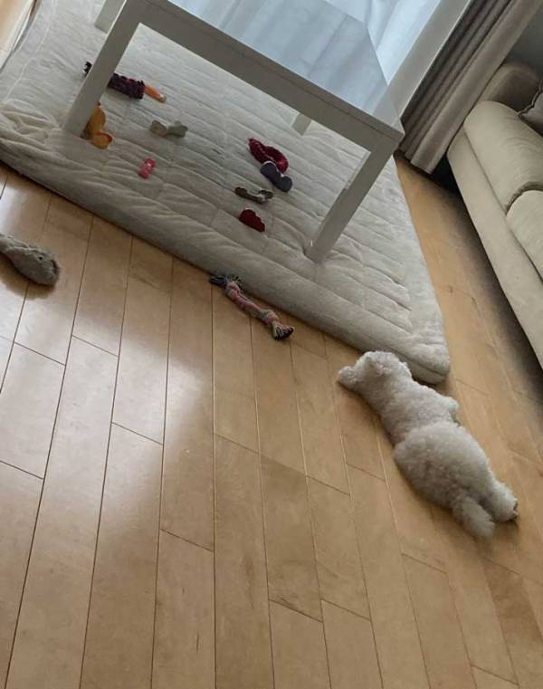 遊び疲れて眠る犬　その姿に「事件現場かな」「最高かよ」