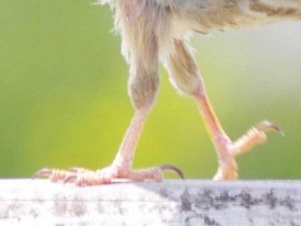 撮影者「なかなか見られない」　ほかのスズメとは一線を画す1枚に「初めて見た」「凛々しい」