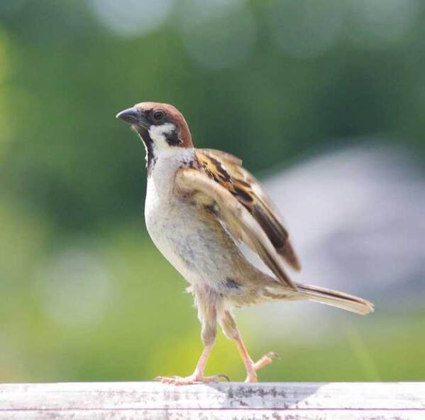 撮影者「なかなか見られない」　ほかのスズメとは一線を画す1枚に「初めて見た」「凛々しい」