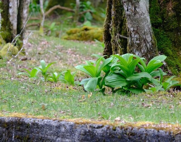 食べたら中毒になる危険が…　厚労省の指摘に「ゲゲッ」「知らないと危険」