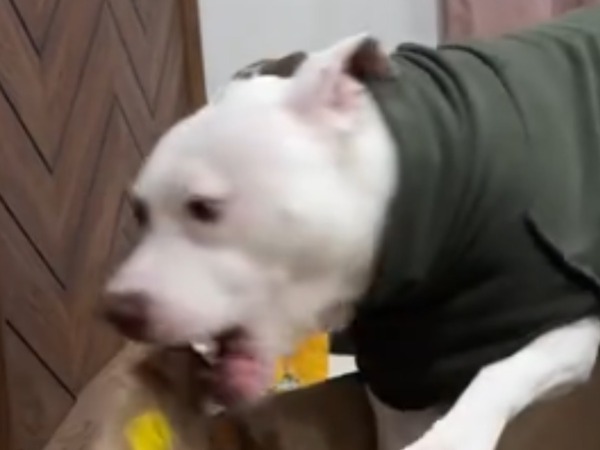 何かを『壊したい』衝動にかられた犬が？「礼儀正しくて笑った」