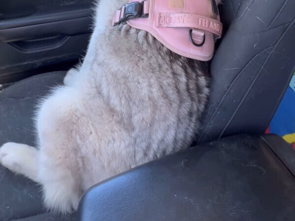 帰りたくなくてふてくされるハスキー　分かりやすい姿に「人間か？」「笑い止まらん」