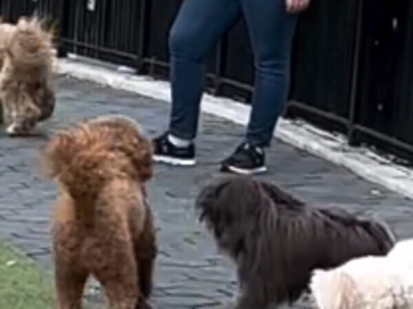 ドッグランで迷子になった犬　飼い主を見つけた瞬間…？「かわいすぎる」「天使」