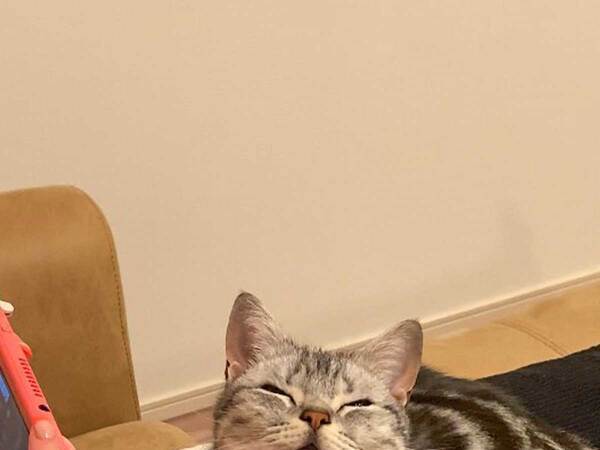 「来世はこれになりたい」　ご機嫌な猫に『14万いいね』！