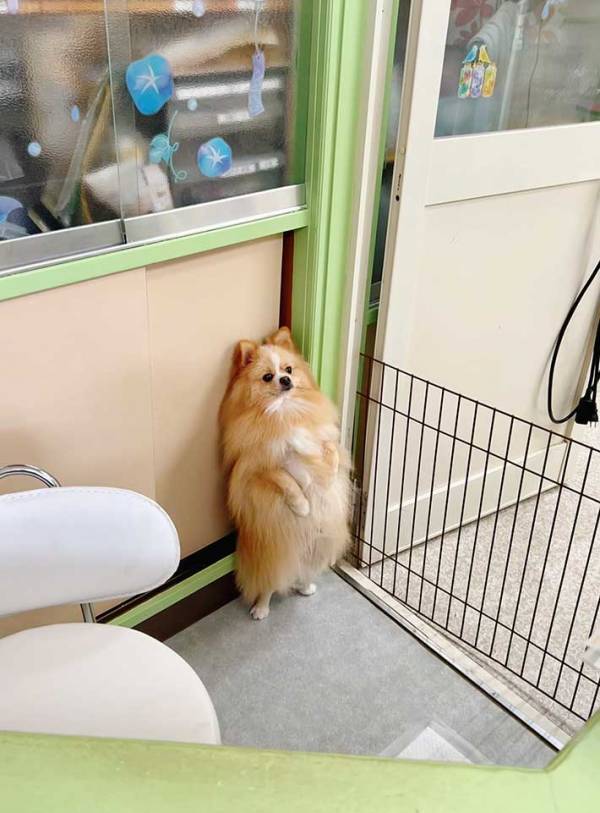 シャンプーを終えた愛犬を迎えに行くと？　見せた姿に「中に人が入ってるみたい」