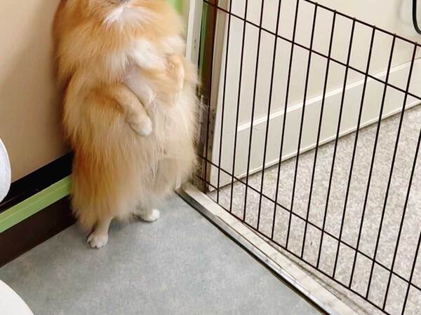 シャンプーを終えた愛犬を迎えに行くと？　見せた姿に「中に人が入ってるみたい」