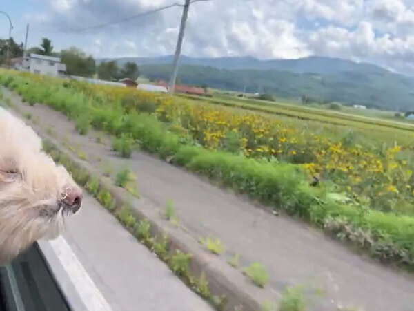 「そんな顔になってまで…」　愛犬の行動に動揺を隠せない飼い主に同情の声