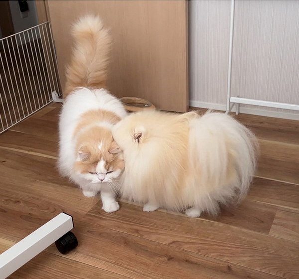 これぞ『愛のタックル』？　犬、まさかのビジュアルに「一生見てたい」