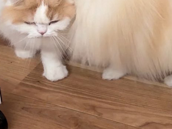 これぞ『愛のタックル』？　犬、まさかのビジュアルに「一生見てたい」