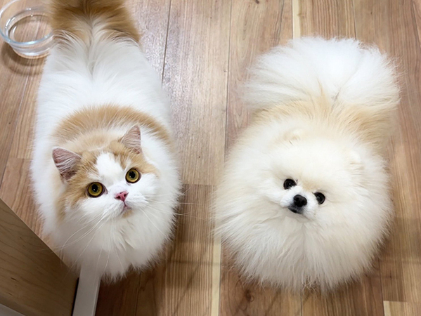 これぞ『愛のタックル』？　犬、まさかのビジュアルに「一生見てたい」