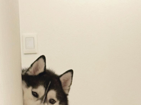 「かわいすぎて置いて行けない」　すぐ近くのスーパーに向かう飼い主に、ハスキーたちが…？