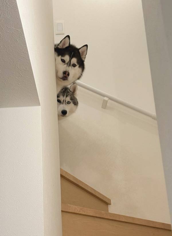 「かわいすぎて置いて行けない」　すぐ近くのスーパーに向かう飼い主に、ハスキーたちが…？