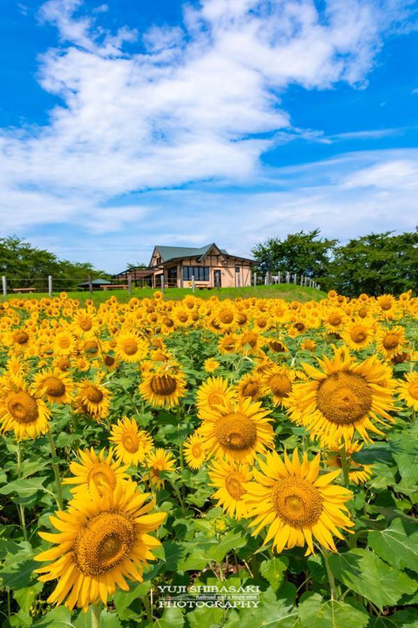 「夏はやっぱりコレよ！」　写真家の1枚に称賛の声