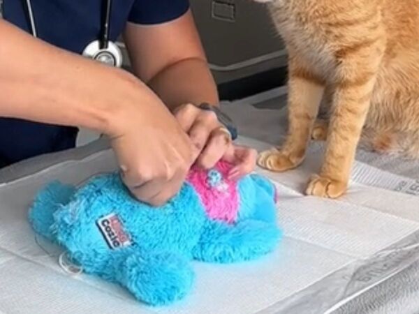 動物病院の『アシスタント』にメロメロになる人が続出　映っていたのは？