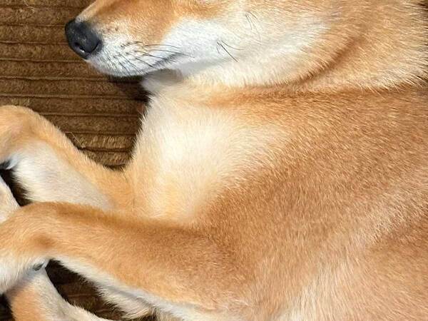 漢字の『田』に似ている柴犬　ポーズに「笑った」「なんてこった」