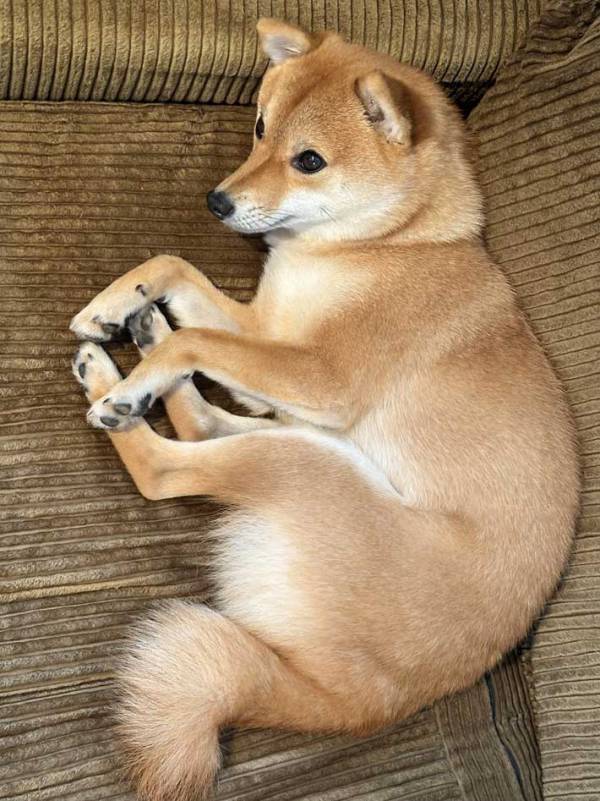 漢字の『田』に似ている柴犬　ポーズに「笑った」「なんてこった」