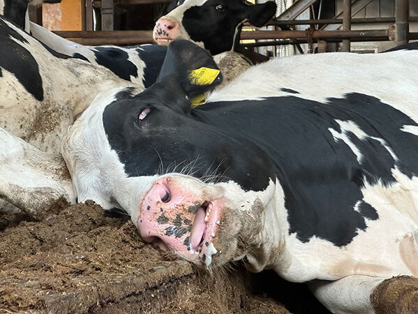 誰がどう見ても、こりゃ爆睡！　「衝撃的」と話題の爆睡牛がこちら