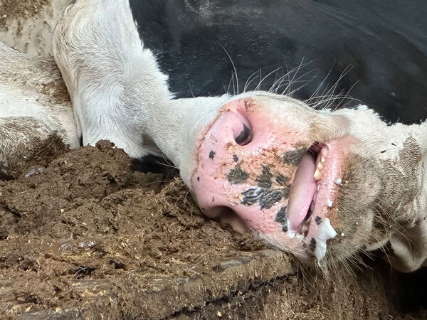 誰がどう見ても、こりゃ爆睡！　「衝撃的」と話題の爆睡牛がこちら