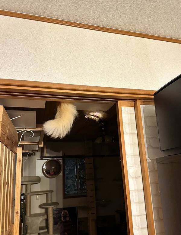 帰宅した男性、声を上げてしまったワケが？　「心霊写真かと」「涼しくなりました…」