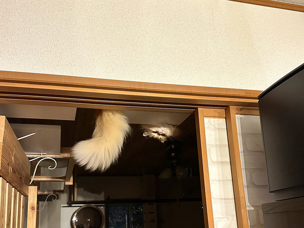 帰宅した男性、声を上げてしまったワケが？　「心霊写真かと」「涼しくなりました…」