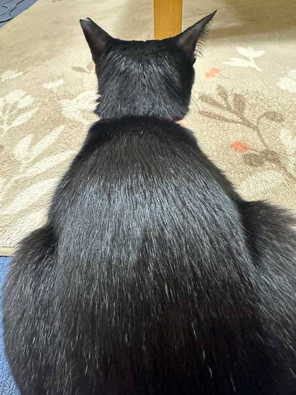 ツヤツヤの黒髪…ではなく？　『美髪』の正体に「うらやましい」「お見事」